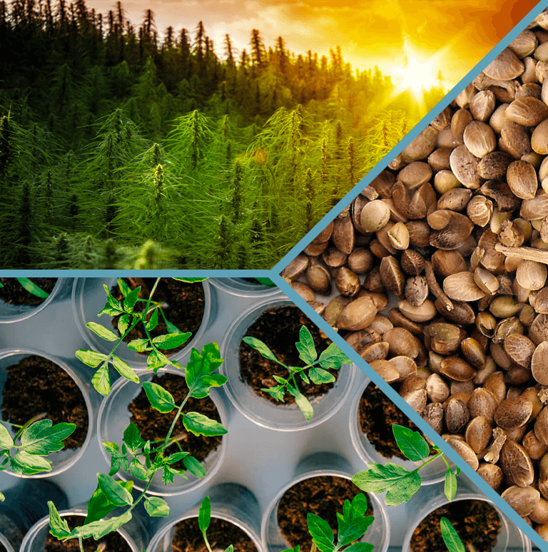 sun soaked hemp plant field with clones and seeds